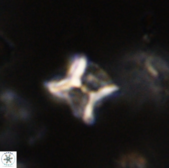 Eprolithus eptapetalus 40659