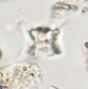 Eprolithus eptapetalus 40665