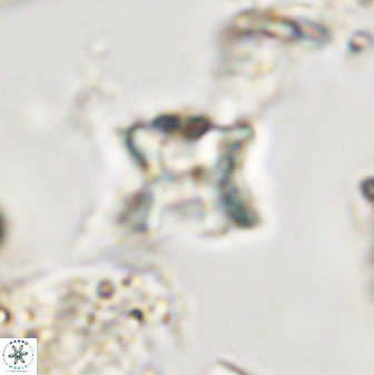 Eprolithus eptapetalus 40665