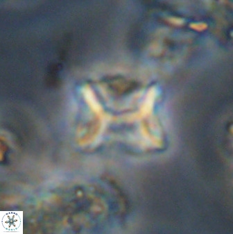 Eprolithus eptapetalus 40668