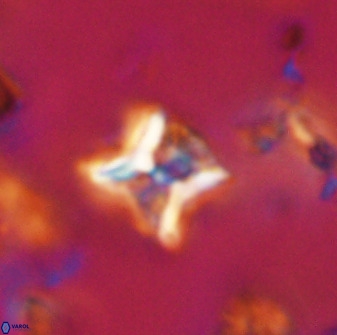 Eprolithus eptapetalus 40660
