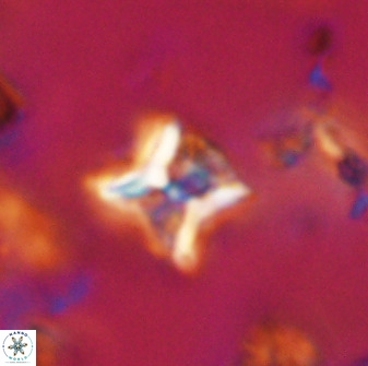 Eprolithus eptapetalus 40660