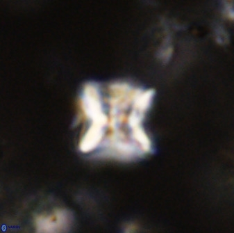 Eprolithus eptapetalus 40662