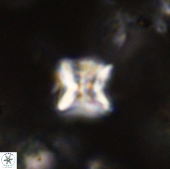 Eprolithus eptapetalus 40662