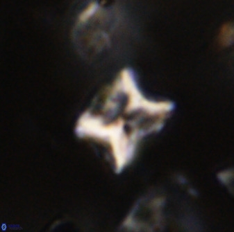 Eprolithus eptapetalus 40663