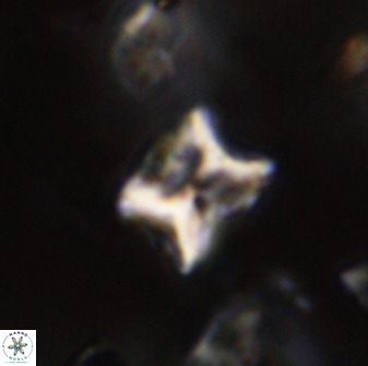 Eprolithus eptapetalus 40663