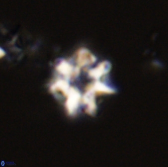Eprolithus eptapetalus 40676