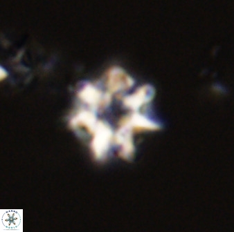 Eprolithus eptapetalus 40676