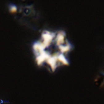 Eprolithus eptapetalus 40687