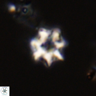 Eprolithus eptapetalus 40687