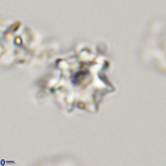 Eprolithus eptapetalus 40681