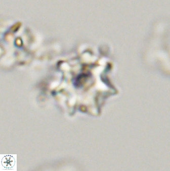Eprolithus eptapetalus 40681