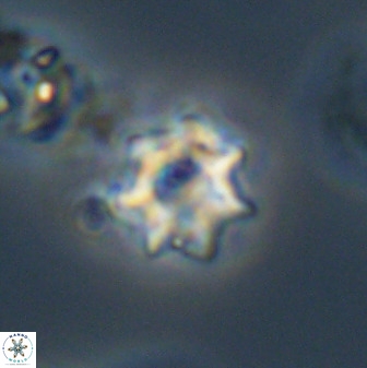 Eprolithus eptapetalus 40683