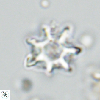 Eprolithus eptapetalus 42165