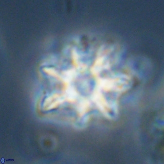 Eprolithus eptapetalus 42167