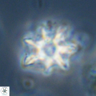 Eprolithus eptapetalus 42167