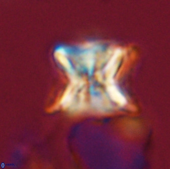 Eprolithus eptapetalus 42169