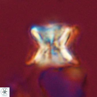 Eprolithus eptapetalus 42169
