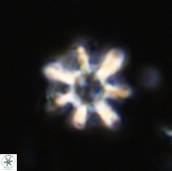Eprolithus eptapetalus 42163