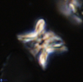 Eprolithus eptapetalus 42175