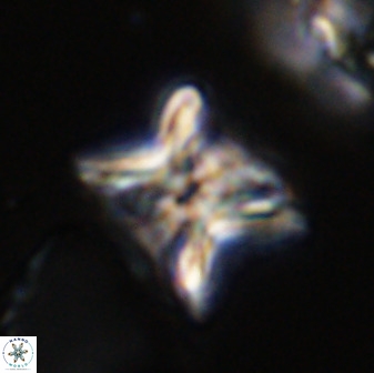 Eprolithus eptapetalus 42175