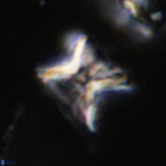 Eprolithus eptapetalus 42176
