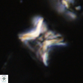Eprolithus eptapetalus 42176