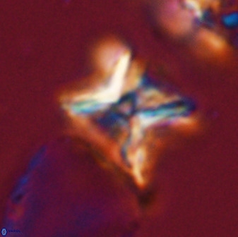 Eprolithus eptapetalus 42177