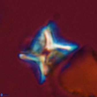 Eprolithus eptapetalus 42170