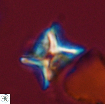 Eprolithus eptapetalus 42170