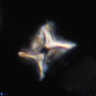 Eprolithus eptapetalus 42171