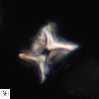 Eprolithus eptapetalus 42171