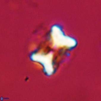 Eprolithus floralis VR 23067