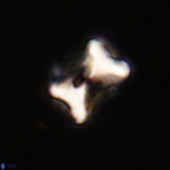 Eprolithus floralis VR 23084