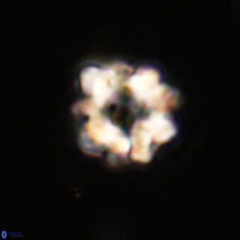 Eprolithus floralis VR 23088