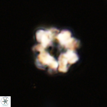 Eprolithus floralis VR 23088