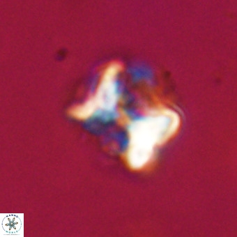 Eprolithus floralis VR 23083