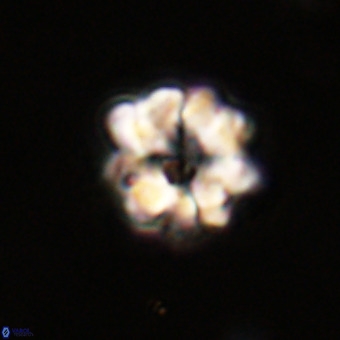 Eprolithus floralis VR 23094