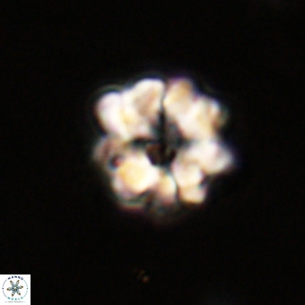 Eprolithus floralis VR 23094