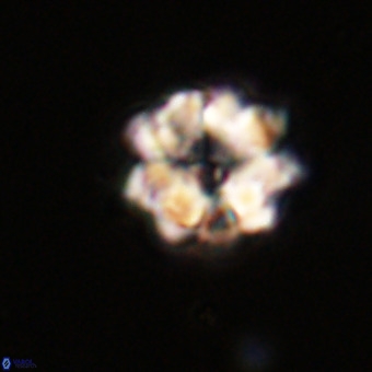 Eprolithus floralis VR 23090