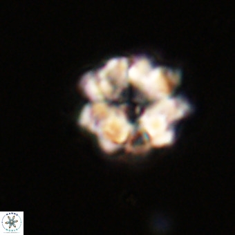 Eprolithus floralis VR 23090
