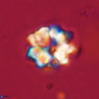 Eprolithus floralis VR 23091