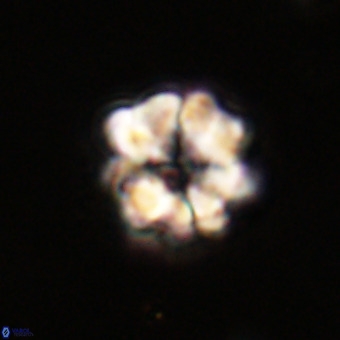 Eprolithus floralis VR 23092