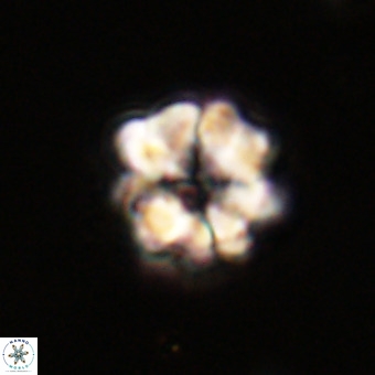 Eprolithus floralis VR 23092