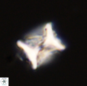 Eprolithus floralis 39878