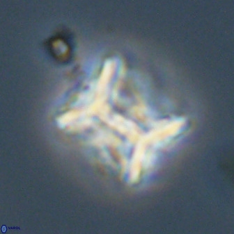 Eprolithus floralis 39884