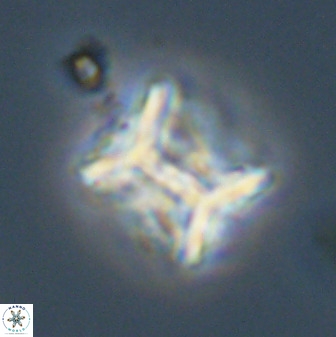 Eprolithus floralis 39884
