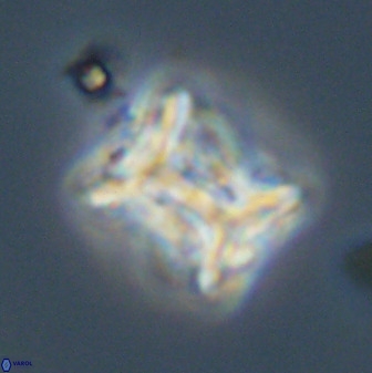 Eprolithus floralis 39885