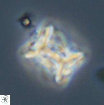 Eprolithus floralis 39885