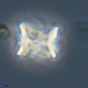 Eprolithus floralis 39886